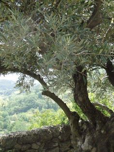 an olive tree in front of a stone wall