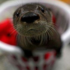 a close up of an animal's face in a cup with its mouth open