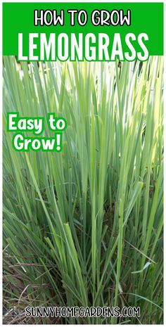 how to grow lemongrass easy to grow