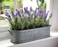 lavender plants in a metal tub on a window sill with sunlight coming through the windows