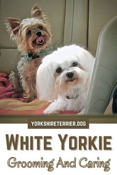 two small dogs sitting in the back seat of a car with text reading white yorkie grooming and caring