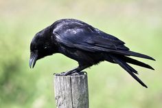 a black bird sitting on top of a wooden post