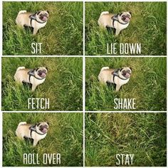 four pictures of a pug in the grass with words that say sit, lie down, fetch, roll over, stay