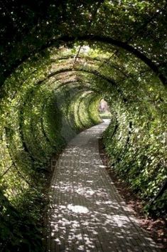 a pathway that is surrounded by trees and bushes