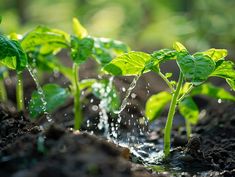 small green plants sprouting out of the ground with water coming from them and being watered