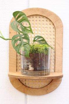 a potted plant sitting on top of a wooden shelf