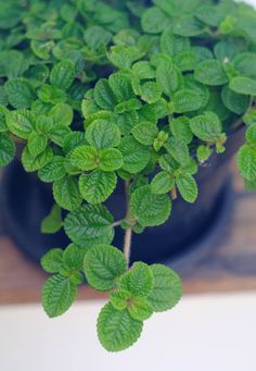 a potted plant with green leaves in it