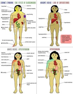 the human body is divided into four sections