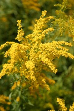 yellow flowers are blooming in the garden