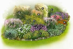 a garden with many different types of flowers and plants in it, all labeled by their names