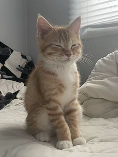 an orange and white cat sitting on top of a bed