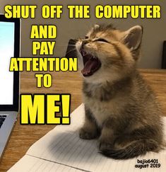 a kitten yawning while sitting in front of a laptop computer with the caption shut off the computer and pay attention to me