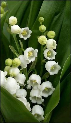 some white flowers with green leaves in the background