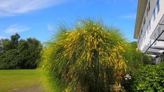 yellow flowers are blooming on the side of a tall plant in front of a building