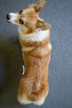 a brown and white dog standing on its hind legs