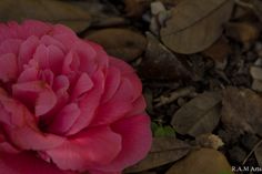 a pink flower sitting on the ground surrounded by leaves