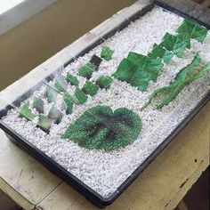 a glass tray filled with plants and gravel on top of a wooden table next to a window