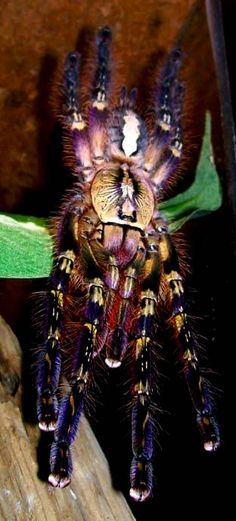 a large spider sitting on top of a wooden branch