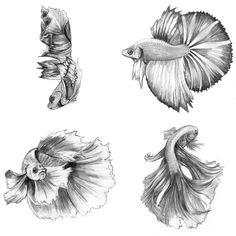 Betta Fish Drawing, Betta Tattoo, Betta Fish Tattoo, Carpe Koi, Art Tumblr, Fish Illustration, Fish Drawings