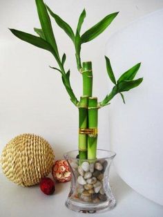 a bamboo plant in a glass vase with rocks