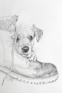 a pencil drawing of a puppy chewing on a shoe