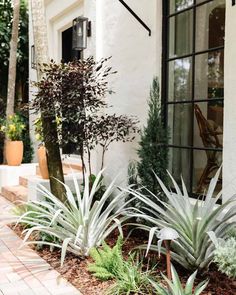 some plants and trees in front of a house