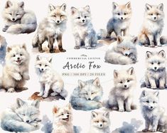 a group of foxes sitting next to each other in front of a white background with the words arctic fox on it