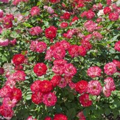 red and pink flowers blooming in the garden