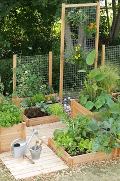 a garden filled with lots of different types of vegetables and plants in wooden boxes next to trees