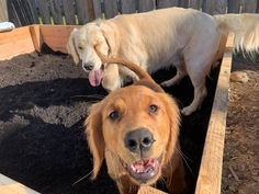 two dogs are standing in the dirt near each other and one has his tongue hanging out