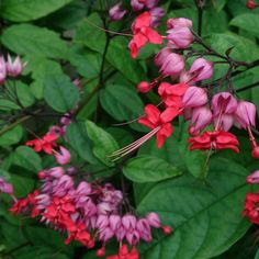 red and pink flowers are blooming on green leaves