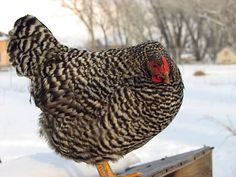 a chicken standing on top of a wooden box in the snow