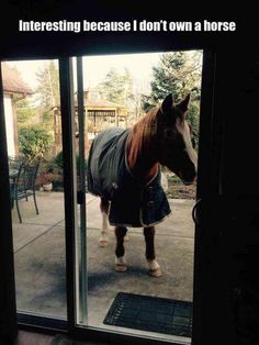 a horse wearing a blanket standing in front of a glass door with the words interesting because i don't own a horse