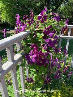 purple flowers are growing on the side of a white railing next to some green plants