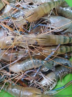 many shrimp are gathered together on the green surface