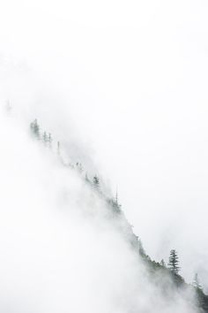 some trees on the side of a mountain covered in fog