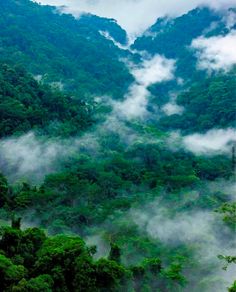 the mountains are covered in mist and trees