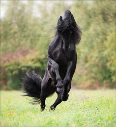 a black horse is galloping in the grass with it's front legs spread out