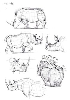 Animal Structure, Animal Design Illustration, Animal Study, Drawing Studies, Animal Illustrations, Creature Drawings, Rhinos, Anatomy Drawing