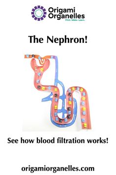 the nephron poster is shown with an image of a snake and two snakes