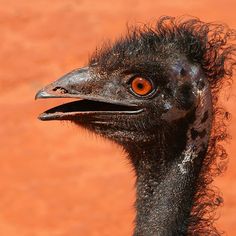 an ostrich's head with orange eyes and long hair is shown in front of a red wall