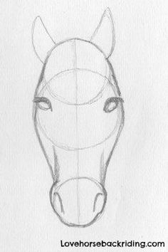 how to draw a horse's head with the nose and ears drawn in pencil