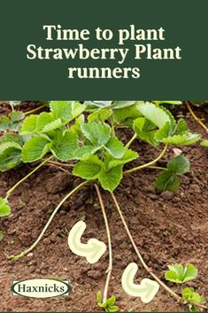 some plants growing out of the ground with words time to plant strawberry plant runners