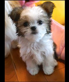 a small white and brown dog sitting on top of a wooden floor