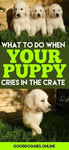 four puppies sitting in the grass with text that reads, what to do when your puppy cries in the crate