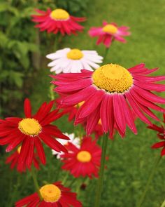 red, white and yellow daisies in a flower garden with green grass behind them