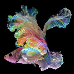 a colorful fish is swimming in the water