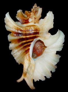 a close up of a sea shell on a black background