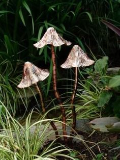 three small white mushrooms are in the grass