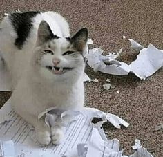 a white and black cat sitting on top of a pile of paper